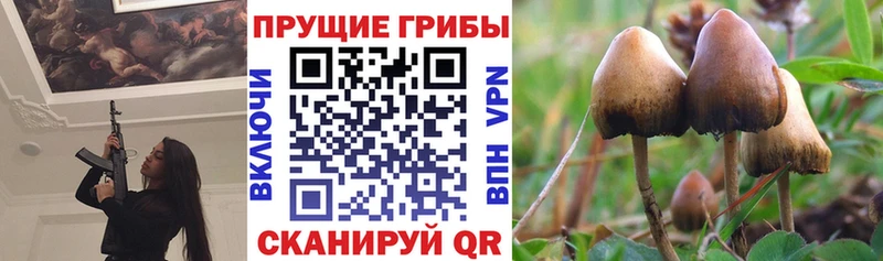 Псилоцибиновые грибы MAGIC MUSHROOMS  купить наркотик  Шебекино 